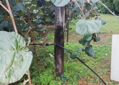Monitorización y control experimental de riego en una plantación de kiwis para Hazi